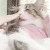Стикер 25 Кисульки