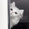 Стикер 26 Кисульки