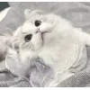 Стикер 9 Кисульки