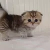 Стикер 30 Cats Big Pack