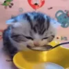 Стикер 41 Cats Big Pack