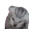 Стикер 5 Cats Big Pack