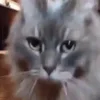 Стикер 59 Cats Big Pack