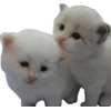 Стикер 35 Cats Big Pack