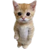 Стикер 21 Cats Big Pack