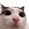 Обложка набора Cats Big Pack
