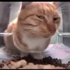 Стикер 2 Cats Big Pack