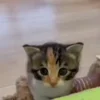 Стикер 33 Cats Big Pack