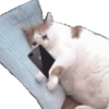 Стикер 26 Cats Big Pack