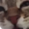 Стикер 36 Cats Big Pack