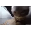 Стикер 3 Cats Big Pack