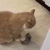 Стикер 14 Cats Big Pack