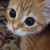 Стикер 38 Cats Big Pack