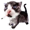 Стикер 46 Cats Big Pack
