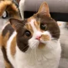 🤩 Эмодзи «⠀ ⠀ ⠀ ⠀ ⠀Cats» для Telegram