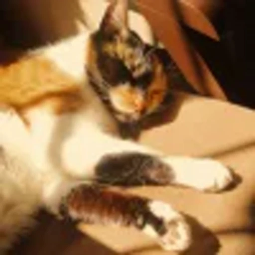 🤩 Эмодзи «⠀ ⠀ ⠀ ⠀ ⠀Cats» для Telegram