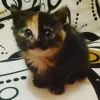 🤩 Эмодзи «⠀ ⠀ ⠀ ⠀ ⠀Cats» для Telegram