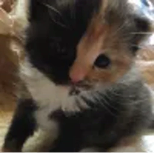 🤩 Эмодзи «⠀ ⠀ ⠀ ⠀ ⠀Cats» для Telegram