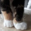 Эмодзи ⠀ ⠀ ⠀ ⠀ ⠀Cats для Telegram — скачать