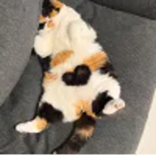 🤩 Эмодзи «⠀ ⠀ ⠀ ⠀ ⠀Cats» для Telegram