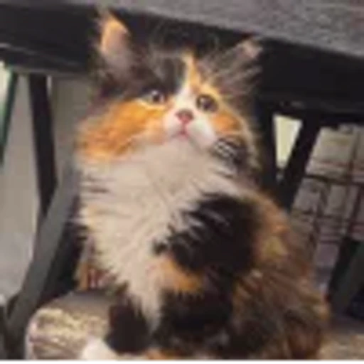 🤩 Эмодзи «⠀ ⠀ ⠀ ⠀ ⠀Cats» для Telegram