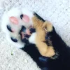 🤩 Эмодзи «⠀ ⠀ ⠀ ⠀ ⠀Cats» для Telegram