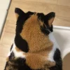 🤩 Эмодзи «⠀ ⠀ ⠀ ⠀ ⠀Cats» для Telegram