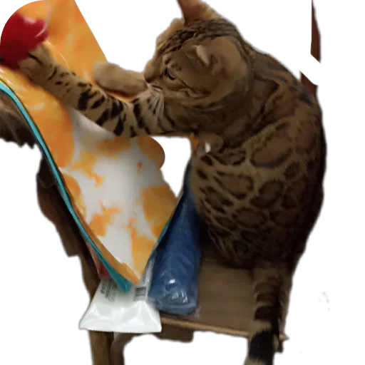 🐈 Стикер «Цезарь» для Telegram