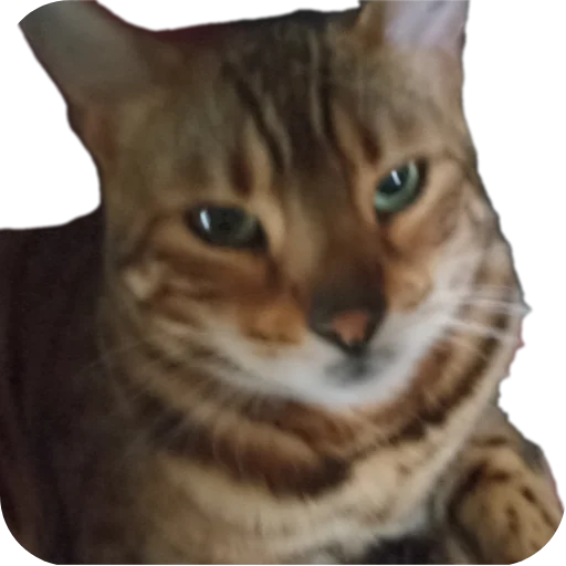 🐱 Стикер «Цезарь» для Telegram