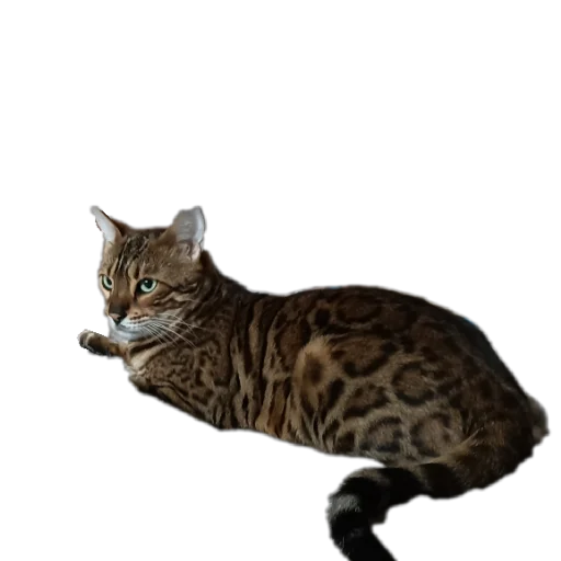 🐱 Стикер «Цезарь» для Telegram