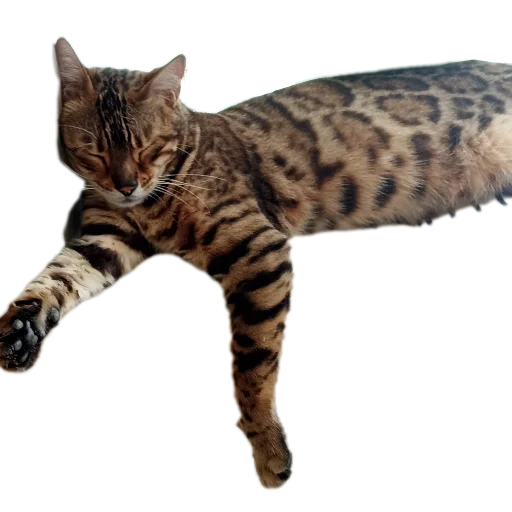 🐱 Стикер «Цезарь» для Telegram