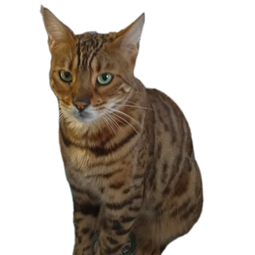🐱 Стикер «Цезарь» для Telegram