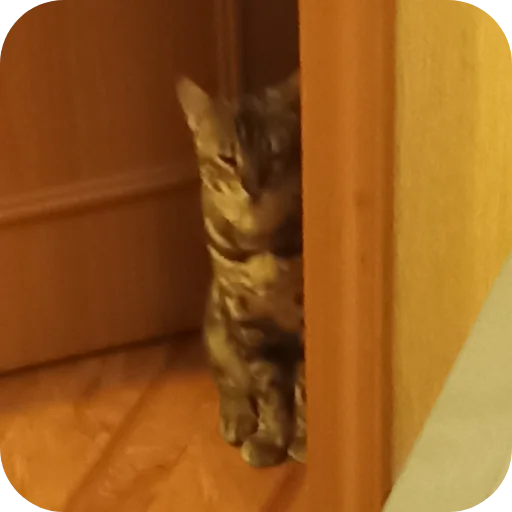 🐱 Стикер «Цезарь» для Telegram