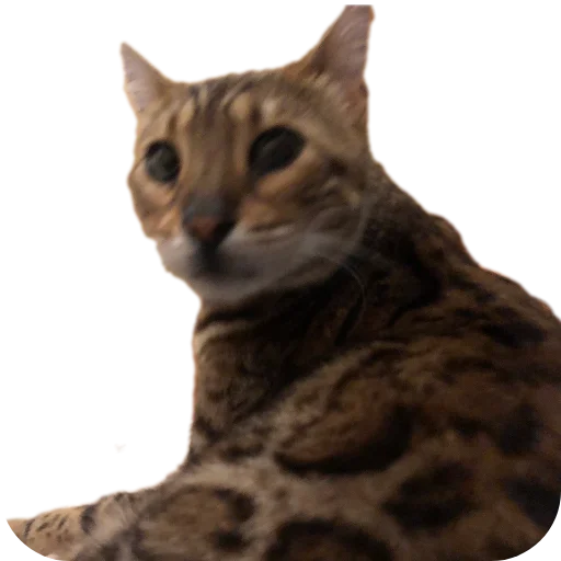 🐱 Стикер «Цезарь» для Telegram