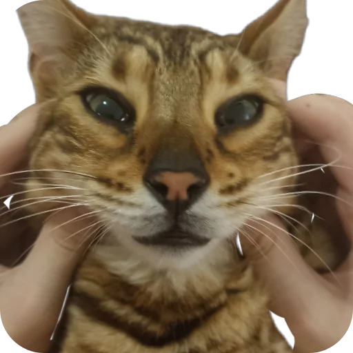 🐱 Стикер «Цезарь» для Telegram