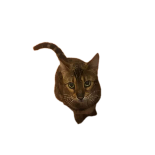 🐱 Стикер «Цезарь» для Telegram