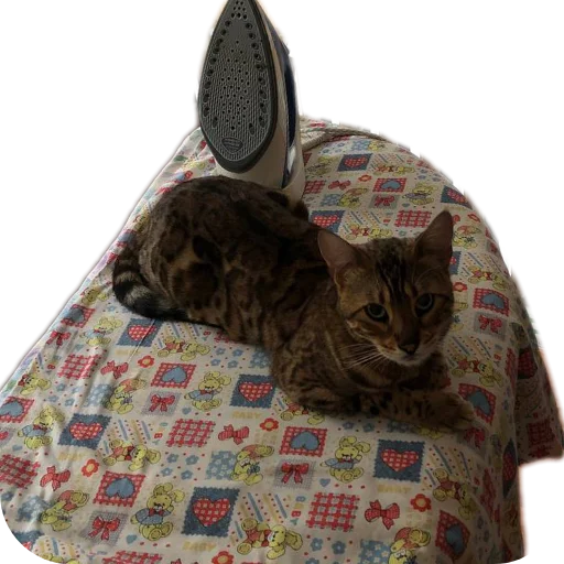 🐱 Стикер «Цезарь» для Telegram