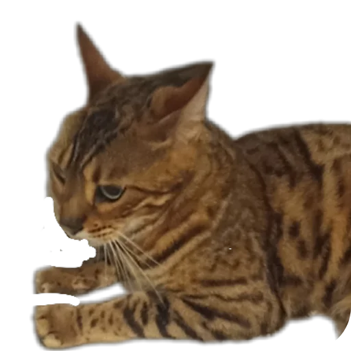 🐱 Стикер «Цезарь» для Telegram