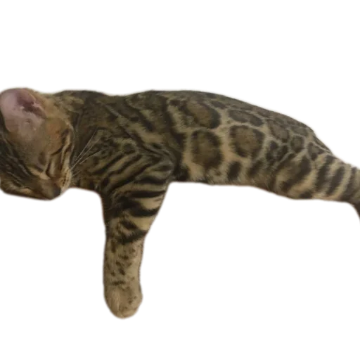 🐱 Стикер «Цезарь» для Telegram