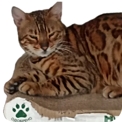 🐱 Стикер «Цезарь» для Telegram