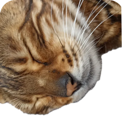 🐱 Стикер «Цезарь» для Telegram