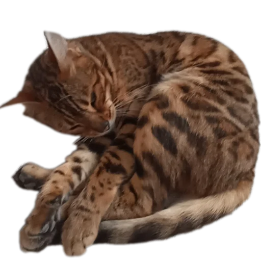 🐱 Стикер «Цезарь» для Telegram