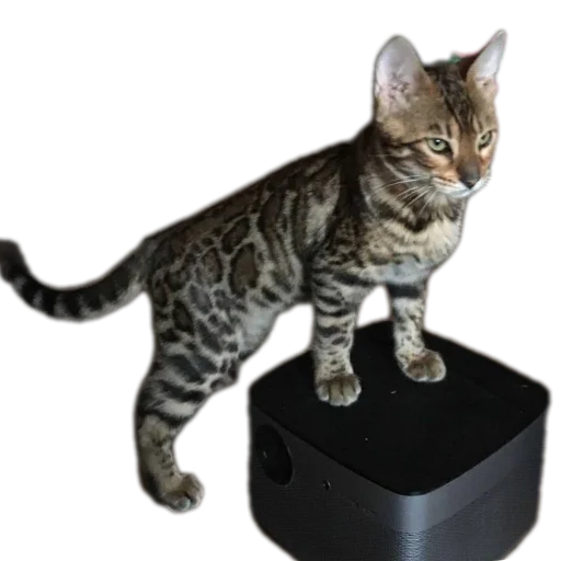 🐱 Стикер «Цезарь» для Telegram
