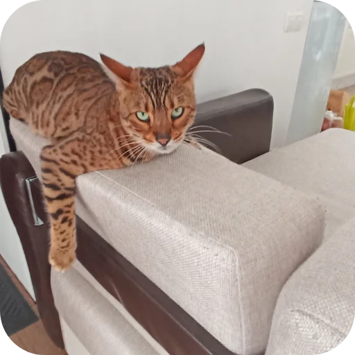 🐱 Стикер «Цезарь» для Telegram