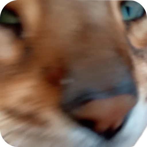 🐱 Стикер «Цезарь» для Telegram