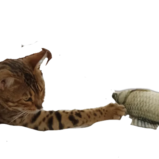 🐱 Стикер «Цезарь» для Telegram