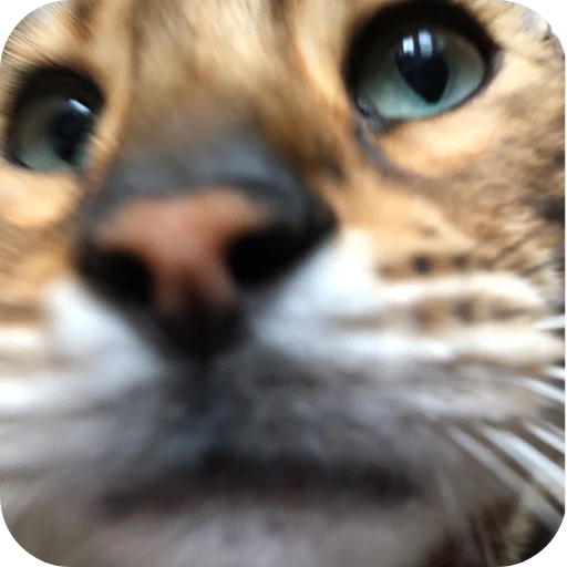 🐱 Стикер «Цезарь» для Telegram