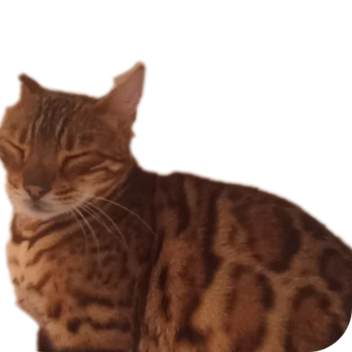 🐱 Стикер «Цезарь» для Telegram