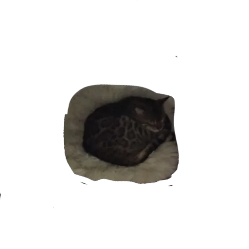 🐱 Стикер «Цезарь» для Telegram