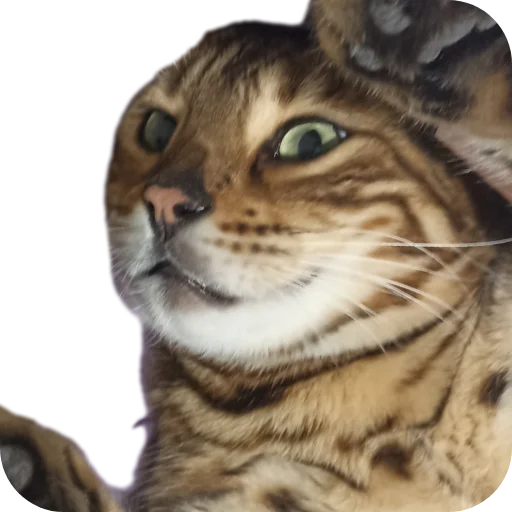 🐱 Стикер «Цезарь» для Telegram